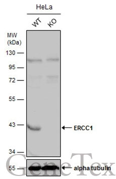 Wild-type (WT) and ERCC1 knockout (KO) HeLa cell extracts (30 μg) were separated by 10% SDS-PAGE, and the membrane was blotted with ERCC1 antibody [N1C3] (GTX110562) diluted at 1:1000. The HRP-conjugated anti-rabbit IgG antibody (GTX213110-01) was used to detect the primary antibody.