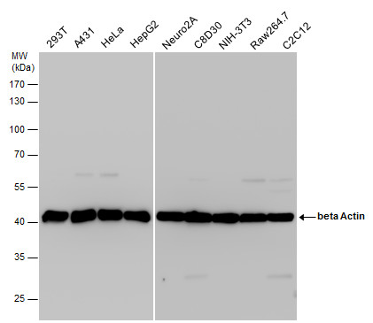 Anti Beta Actin Antibody Gtx110564 Genetex