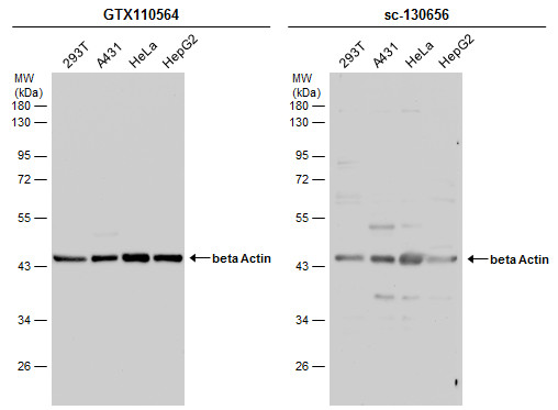 Anti Beta Actin Antibody Gtx110564 Genetex