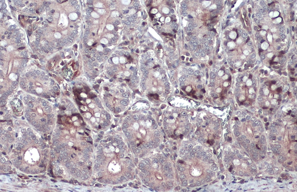 NFkB p105 antibody detects NFkB p105 protein at cytoplasm by immunohistochemical analysis. Sample: Paraffin-embedded dog intestine. NFkB p105 stained by NFkB p105 antibody (GTX110585) diluted at 1:500. Antigen Retrieval: Citrate buffer, pH 6.0, 15 min