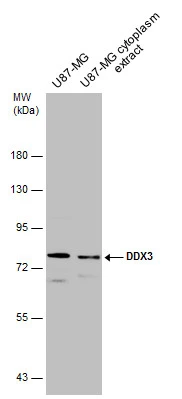 U87-MG whole cell and cytoplasm extracts (30 μg) were separated by 7.5% SDS-PAGE, and the membrane was blotted with DDX3 antibody [N3C2], Internal (GTX110614) diluted at 1:2000.