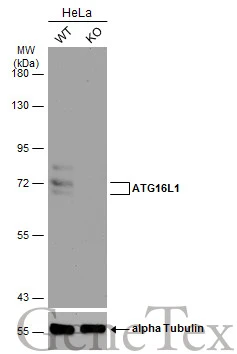 Wild-type (WT) and ATG16L1 knockout (KO) HeLa cell extracts (30 μg) were separated by 7.5% SDS-PAGE, and the membrane was blotted with ATG16L1 antibody [N2C1], Internal (GTX110619) diluted at 1:2000. The HRP-conjugated anti-rabbit IgG antibody (GTX213110-01) was used to detect the primary antibody, and the signal was developed with Trident ECL plus-Enhanced.