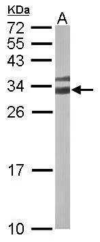 Sample (50 ug of whole cell lysate) A: mouse brain 12% SDS PAGE GTX110629 diluted at 1:10000