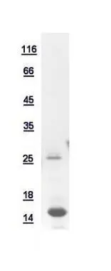 10ug of GTX110638-pro Peptide YY recombinant protein analyzed using SDS-PAGE and stained with coomassie blue and captured by black and white camera.