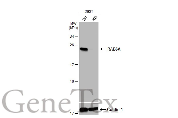 Wild-type (WT) and RAB6A knockout (KO) 293T cell extracts (30 μg) were separated by 12% SDS-PAGE, and the membrane was blotted with RAB6A antibody (GTX110646) diluted at 1:500. The HRP-conjugated anti-rabbit IgG antibody (GTX213110-01) was used to detect the primary antibody.