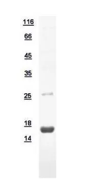 10ug of GTX110676-pro MGP recombinant protein analyzed using SDS-PAGE and stained with coomassie blue and captured by black and white camera.