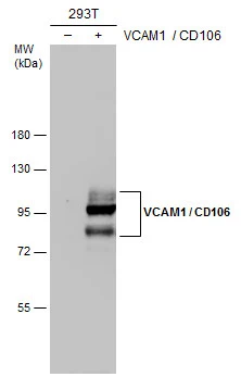 Non-transfected (�) and transfected (+) 293T whole cell extracts (30 ug) were separated by 7.5% SDS-PAGE,and the membrane was blotted with VCAM1 / CD106 antibody [N1N2],N-term (GTX110684) diluted at 1:20000.