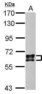 Sample (1 ug of whole cell lysate) A: mouse brain 7.5% SDS PAGE GTX110688 diluted at 1:50000
