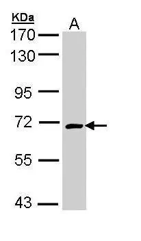 CRMP1 antibody
