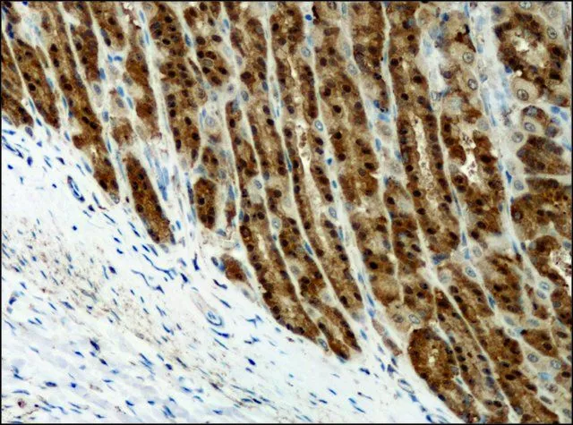 IHC-P analysis of mouse brain tissue using GTX11072 Destrin antibody at 0.02 ug/mL.