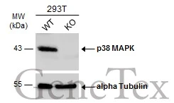 Wild-type (WT) and p38 MAPK knockout (KO) 293T cell extracts (30 μg) were separated by 10% SDS-PAGE, and the membrane was blotted with p38 MAPK antibody [N1C3-2] (GTX110720) diluted at 1:500. The HRP-conjugated anti-rabbit IgG antibody (GTX213110-01) was used to detect the primary antibody.
