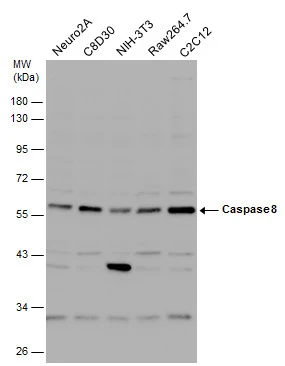 Various whole cell extracts (30 μg) were separated by 10% SDS-PAGE, and the membrane was blotted with Caspase 8 antibody (GTX110723) diluted at 1:1000. The HRP-conjugated anti-rabbit IgG antibody (GTX213110-01) was used to detect the primary antibody.