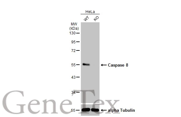 immune ビスチェ CD11c (D3V1E) XP® Rabbit mAb | Cell Signaling Technology