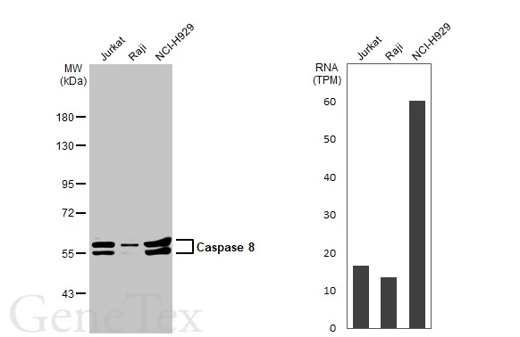 Anti-Caspase 8 antibody (GTX110723) | GeneTex
