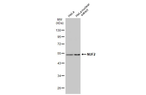 HeLa whole cell and nuclear extracts (30 μg) were separated by 10% SDS-PAGE, and the membrane was blotted with NUF2 antibody (GTX110734) diluted at 1:1000. The HRP-conjugated anti-rabbit IgG antibody (GTX213110-01) was used to detect the primary antibody.