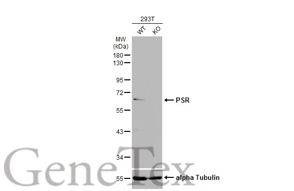 Wild-type (WT) and PSR knockout (KO) 293T cell extracts (30 μg) were separated by 10% SDS-PAGE, and the membrane was blotted with PSR antibody (GTX110746) diluted at 1:500. The HRP-conjugated anti-rabbit IgG antibody (GTX213110-01) was used to detect the primary antibody, and the signal was developed with Trident ECL plus-Enhanced.