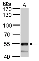 ATP6V1B2 antibody detects ATP6V1B2 protein by western blot analysis. A. 50 μg mouse brain lysate/extract 7.5 % SDS-PAGE ATP6V1B2 antibody (GTX110783) dilution: 1:5000