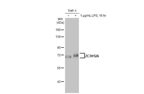 Untreated (–) and treated (+) THP-1 whole cell extracts (30 μg) were separated by 7.5% SDS-PAGE, and the membrane was blotted with ZC3H12A antibody [N3C3] (GTX110807) diluted at 1:1000. The HRP-conjugated anti-rabbit IgG antibody (GTX213110-01) was used to detect the primary antibody.