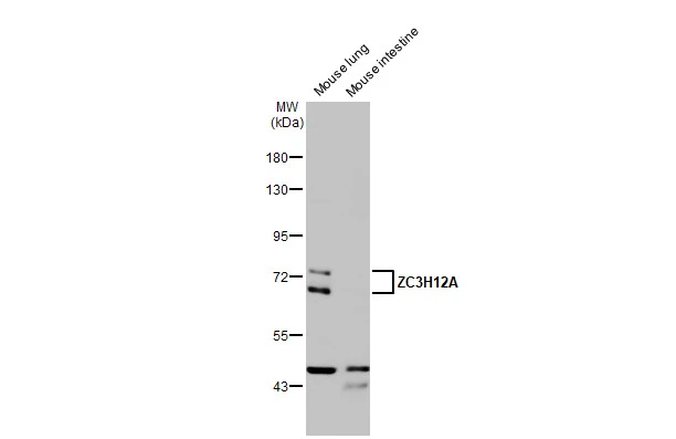 Various tissue extracts (30 μg) were separated by 7.5% SDS-PAGE, and the membrane was blotted with ZC3H12A antibody [N3C3] (GTX110807) diluted at 1:1000. The HRP-conjugated anti-rabbit IgG antibody (GTX213110-01) was used to detect the primary antibody, and the signal was developed with Trident ECL plus-Enhanced.