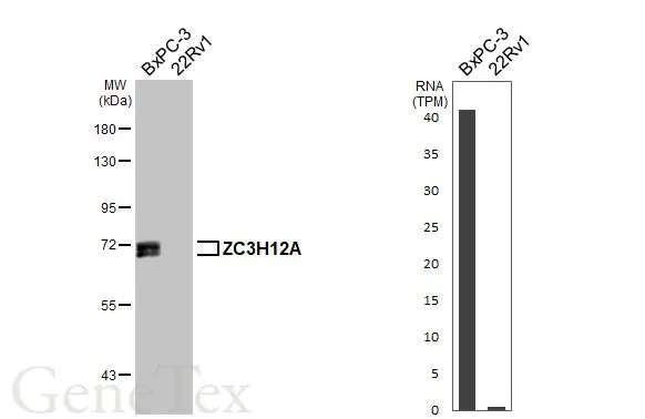 Anti-ZC3H12A antibody [N3C3] (GTX110807) | GeneTex