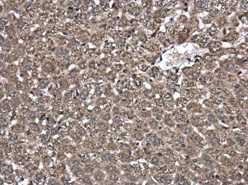 WWP1 antibody detects WWP1 protein at cytoplasm in mouse liver by immunohistochemical analysis. Sample: Paraffin-embedded mouse liver. WWP1 antibody (GTX110872) diluted at 1:500. 
 Antigen Retrieval: Citrate buffer, pH 6.0, 15 min