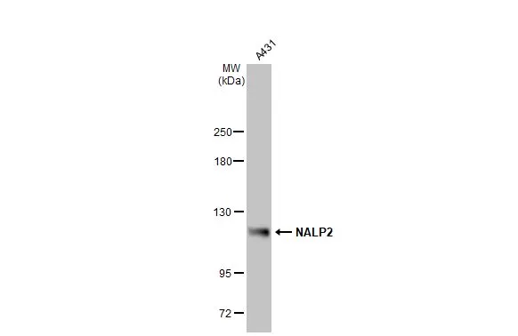 NALP2 antibody [N3C2], Internal