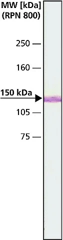 WB analysis of MDCK cell lysates using GTX11096 MYO6 antibody. Dilution : 1:2000