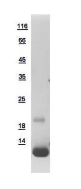 10ug of GTX110986-pro TRIAP1 recombinant protein analyzed using SDS-PAGE and stained with coomassie blue and captured by black and white camera.