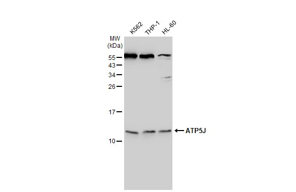 ATP5J antibody