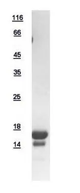 10ug of GTX111010-pro FIS1 recombinant protein analyzed using SDS-PAGE and stained with coomassie blue and captured by black and white camera.