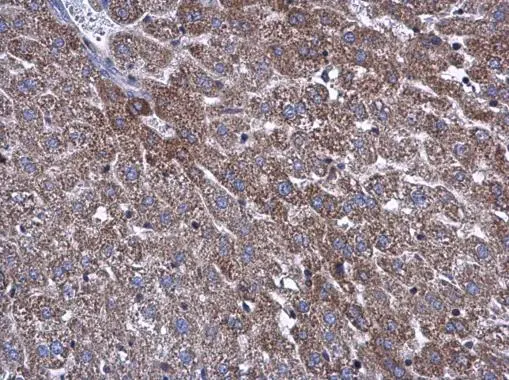 ATP5L antibody detects ATP5L protein at mitochondria in mouse liver by immunohistochemical analysis. Sample: Paraffin-embedded mouse liver. ATP5L antibody (GTX111014) diluted at 1:500. 
 Antigen Retrieval: Citrate buffer, pH 6.0, 15 min
