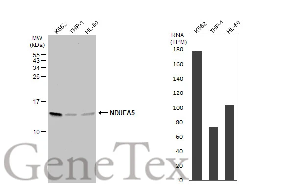 Various whole cell extracts (30 μg) were separated by 15% SDS-PAGE, and the membrane was blotted with NDUFA5 antibody [N1C3] (GTX111016) diluted at 1:1000. The HRP-conjugated anti-rabbit IgG antibody (GTX213110-01) was used to detect the primary antibody. Corresponding RNA expression data for the same cell lines are based on Human Protein Atlas program.