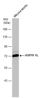 Mouse tissue extract (50 μg) was separated by 7.5% SDS-PAGE, and the membrane was blotted with HSP70 1L antibody [N1N3] (GTX111045) diluted at 1:1000. The HRP-conjugated anti-rabbit IgG antibody (GTX213110-01) was used to detect the primary antibody.