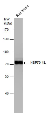 Rat tissue extract (50 μg) was separated by 7.5% SDS-PAGE, and the membrane was blotted with HSP70 1L antibody [N1N3] (GTX111045) diluted at 1:1000. The HRP-conjugated anti-rabbit IgG antibody (GTX213110-01) was used to detect the primary antibody.