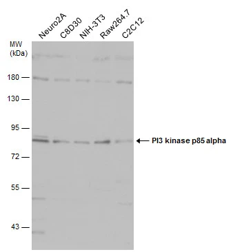 Various whole cell extracts (30 μg) were separated by 7.5% SDS-PAGE, and the membrane was blotted with PI3 kinase p85 alpha antibody [N2C1], Internal (GTX111068) diluted at 1:500. The HRP-conjugated anti-rabbit IgG antibody (GTX213110-01) was used to detect the primary antibody.