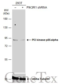 Non-transfected (–) and transfected (+) 293T whole cell extracts (50 μg) were separated by 7.5% SDS-PAGE, and the membrane was blotted with PI3 kinase p85 alpha antibody [N2C1], Internal (GTX111068) diluted at 1:1000. The HRP-conjugated anti-rabbit IgG antibody (GTX213110-01) was used to detect the primary antibody.