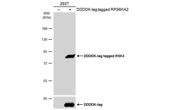 Non-transfected (–) and transfected (+) 293T whole cell extracts (30 μg) were separated by 7.5% SDS-PAGE, and the membrane was blotted with RSK3 antibody [N2C1], Internal (GTX111071) diluted at 1:10000. The HRP-conjugated anti-rabbit IgG antibody (GTX213110-01) was used to detect the primary antibody.