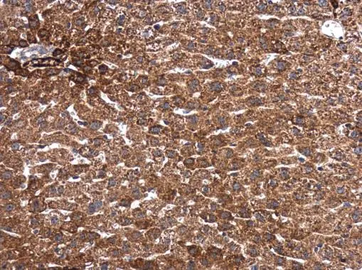 SMAD2 antibody detects SMAD2 protein at cytoplasm in mouse liver by immunohistochemical analysis. Sample: Paraffin-embedded mouse liver. SMAD2 antibody (GTX111075) diluted at 1:500. 
 Antigen Retrieval: Citrate buffer, pH 6.0, 15 min