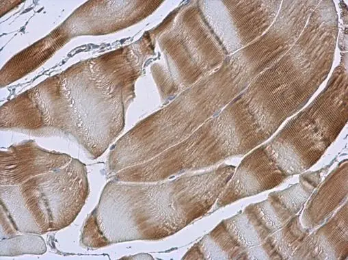 TID1 antibody [N3C3] detects TID1 protein at cytoplasm in rat muscle by immunohistochemical analysis. Sample: Paraffin-embedded rat muscle. TID1 antibody [N3C3] (GTX111077) diluted at 1:500. 
 Antigen Retrieval: Citrate buffer, pH 6.0, 15 min