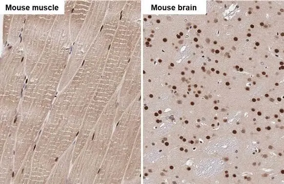 SRF antibody detects SRF protein by immunohistochemical analysis. Sample: Paraffin-embedded mouse tissues. SRF stained by SRF antibody (GTX111085) diluted at 1:500. Antigen Retrieval: Citrate buffer, pH 6.0, 15 min