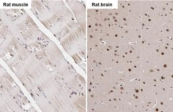 SRF antibody detects SRF protein by immunohistochemical analysis. Sample: Paraffin-embedded rat tissues. SRF stained by SRF antibody (GTX111085) diluted at 1:500. Antigen Retrieval: Citrate buffer, pH 6.0, 15 min