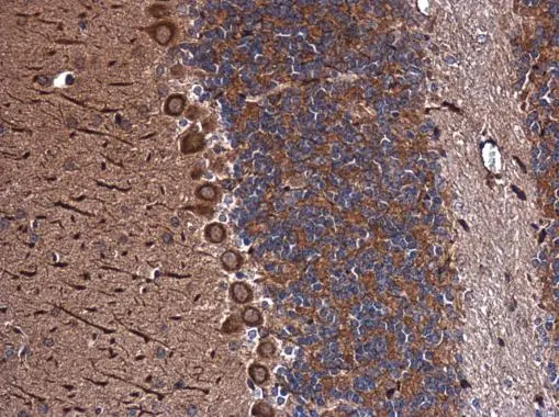 Inhibin alpha antibody [N2C3] detects Inhibin alpha protein at cytoplasm in mouse brain by immunohistochemical analysis. Sample: Paraffin-embedded mouse brain. Inhibin alpha antibody [N2C3] (GTX111109) diluted at 1:500. 
 Antigen Retrieval: Citrate buffer, pH 6.0, 15 min