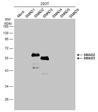Non-transfected (–) and transfected (+) 293T whole cell extracts (30 μg) were separated by 10% SDS-PAGE, and the membrane was blotted with SMAD2 / SMAD3 antibody (GTX111123) diluted at 1:20000. The HRP-conjugated anti-rabbit IgG antibody (GTX213110-01) was used to detect the primary antibody. Non-transfected (–) and transfected (+) 293T whole cell extracts (30 μg) were separated by 10% SDS-PAGE, and the membrane was blotted with SMAD2 / SMAD3 antibody (GTX111123) diluted at 1:20000. The HRP-conjugated anti-rabbit IgG antibody (GTX213110-01) was used to detect the primary antibody.