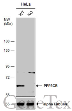 Wild-type (WT) and TLE1 knockout (KO) HeLa cell extracts (30 μg) were separated by 7.5% SDS-PAGE, and the membrane was blotted with PPP3CB antibody [N1N3] (GTX111141) diluted at 1:500. The HRP-conjugated anti-rabbit IgG antibody (GTX213110-01) was used to detect the primary antibody, and the signal was developed with Trident ECL plus-Enhanced.