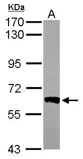 Sample (50 ug of whole cell lysate) A: Mouse brain 7.5% SDS PAGE GTX111141 diluted at 1:1000