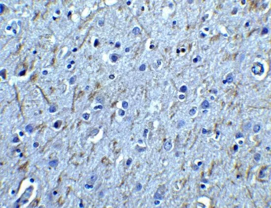 IHC-P analysis of human brain tissue using GTX11115 GDNF Receptor alpha 1 antibody. Working concentration : 2.5 ug/ml