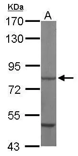 Sample (50 μg of whole cell lysate) A: Mouse brain 7.5% SDS PAGE GTX111150 diluted at 1:10000 The HRP-conjugated anti-rabbit IgG antibody (GTX213110-01) was used to detect the primary antibody.