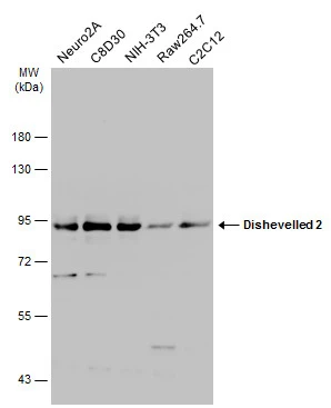 Various whole cell extracts (30 μg) were separated by 7.5% SDS-PAGE, and the membrane was blotted with Dishevelled 2 antibody [N1N3] (GTX111156) diluted at 1:5000. The HRP-conjugated anti-rabbit IgG antibody (GTX213110-01) was used to detect the primary antibody.