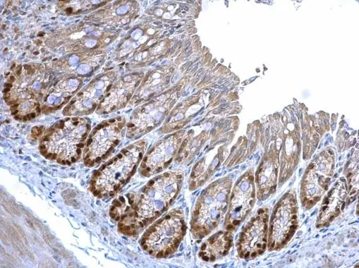 MCM3 antibody [N1N3] detects MCM3 protein at nucleus on mouse colon by immunohistochemical analysis. Sample: Paraffin-embedded mouse colon. MCM3 antibody [N1N3] (GTX111160) diluted at 1:1000. 
 Antigen Retrieval: Trilogy? (EDTA based, pH 8.0) buffer, 15min