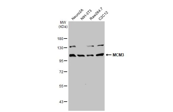 Various whole cell extracts (30 μg) were separated by 7.5% SDS-PAGE, and the membrane was blotted with MCM3 antibody [N1N3] (GTX111160) diluted at 1:500. The HRP-conjugated anti-rabbit IgG antibody (GTX213110-01) was used to detect the primary antibody.
